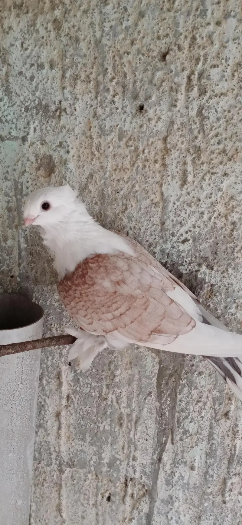 Fancy Pigeons For Sale — photo 11