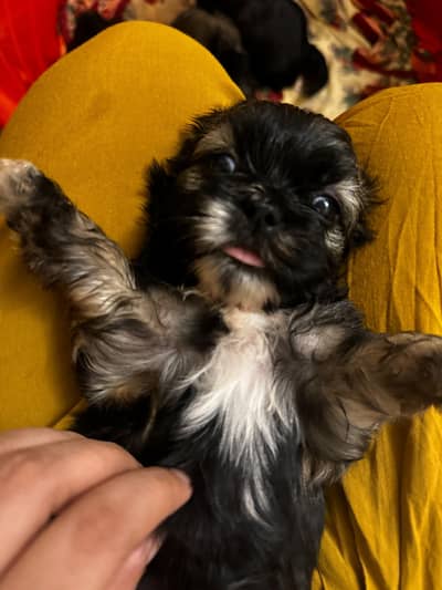 puppies ready for new home