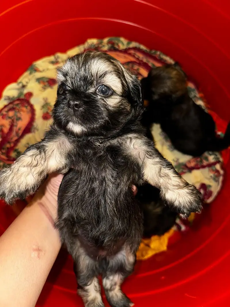 puppies ready for new home — photo 2
