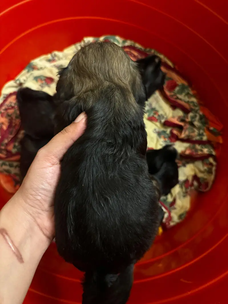 puppies ready for new home — photo 3