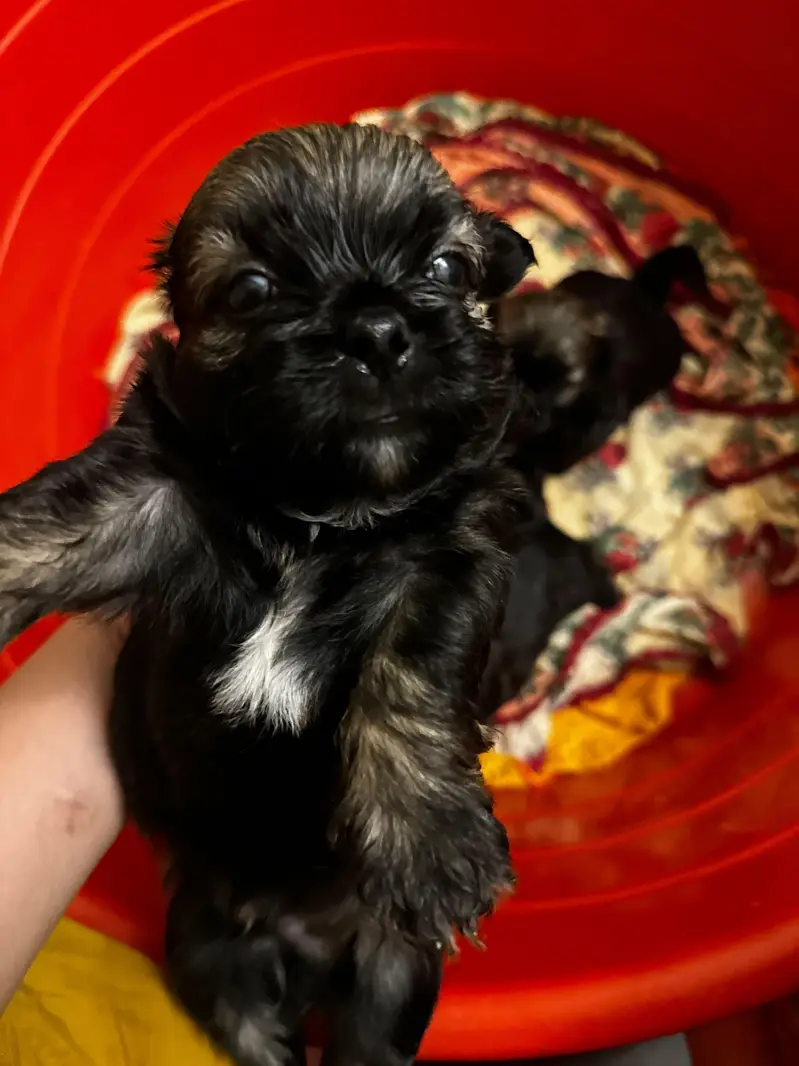 puppies ready for new home — photo 4