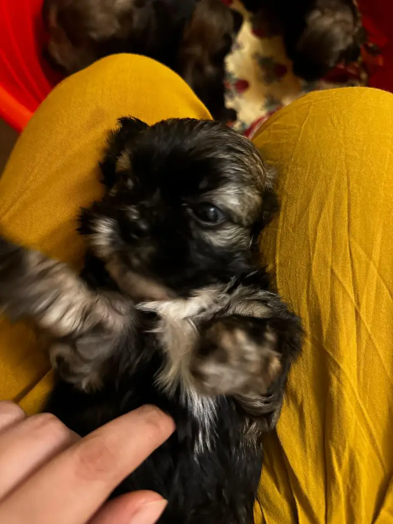 puppies ready for new home — photo 5