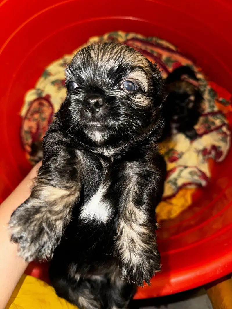 puppies ready for new home — photo 6