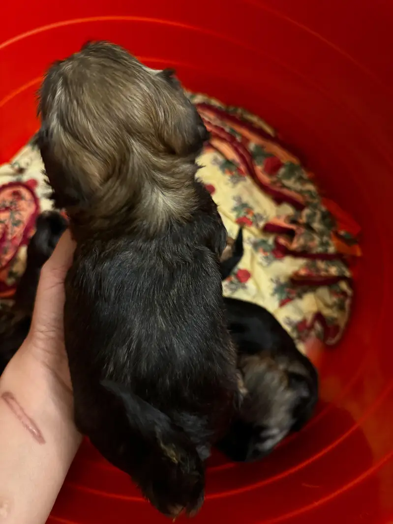 puppies ready for new home — photo 7