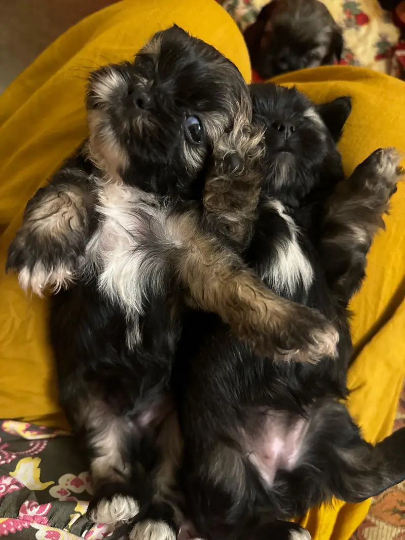 puppies ready for new home — photo 8