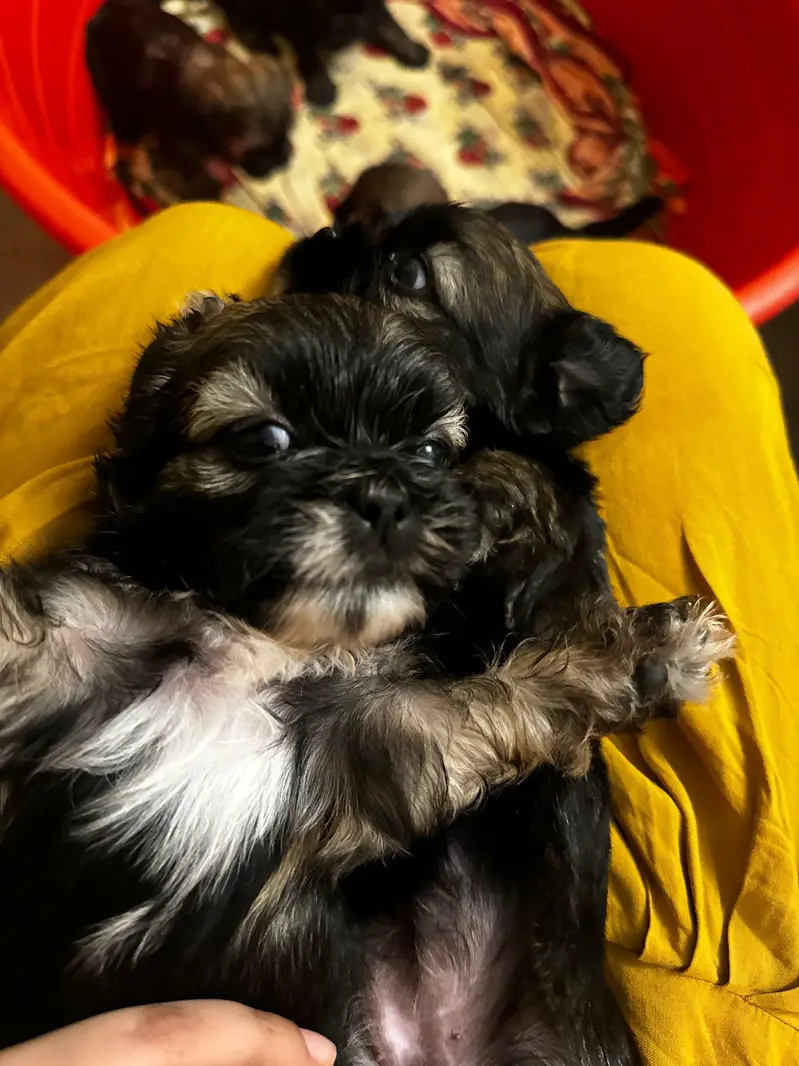 puppies ready for new home — photo 9