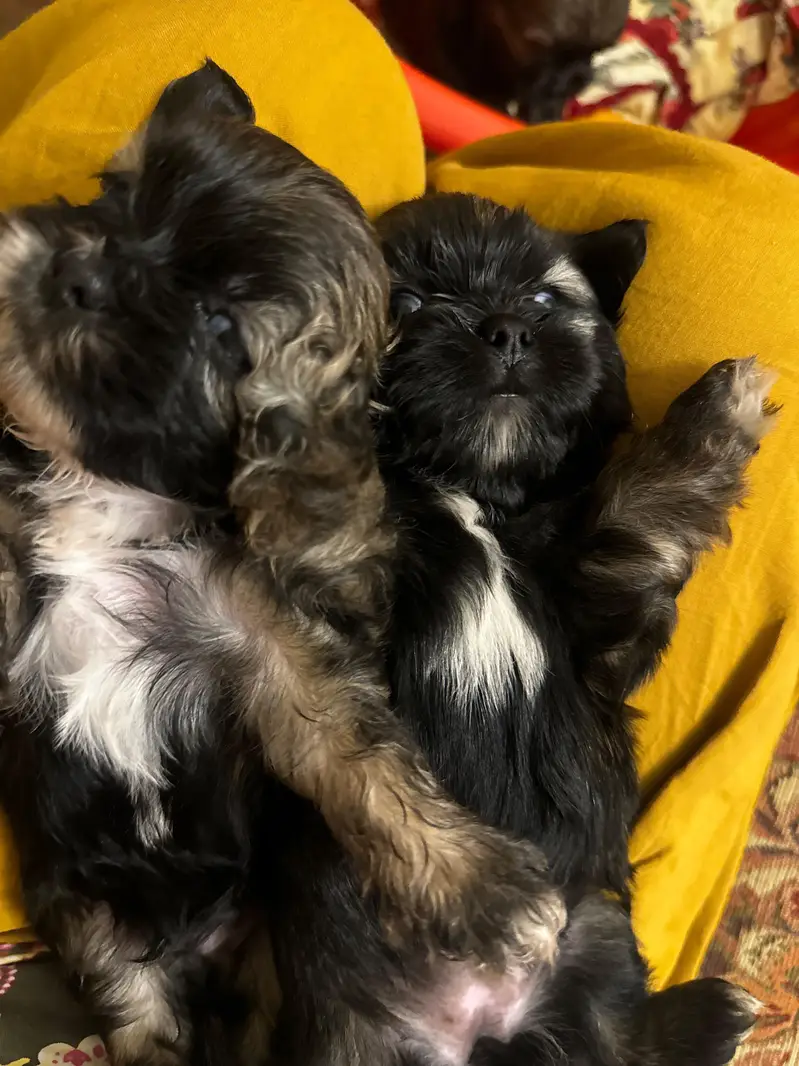 puppies ready for new home — photo 10