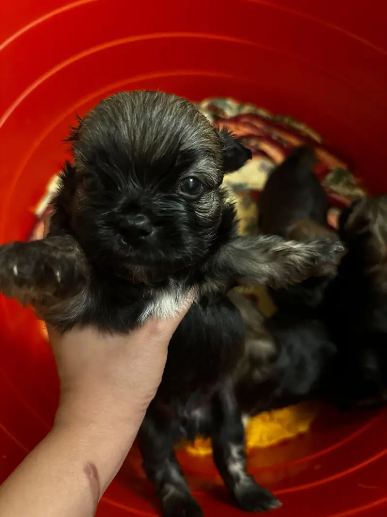 puppies ready for new home — photo 11