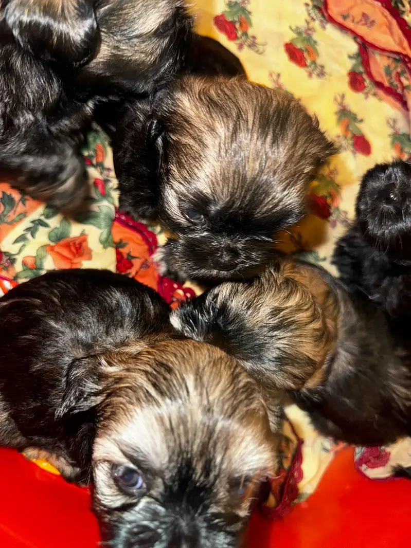 puppies ready for new home — photo 12