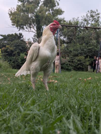 Herra aseel male