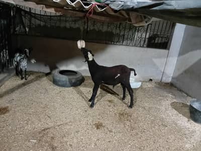 black & white sheep
