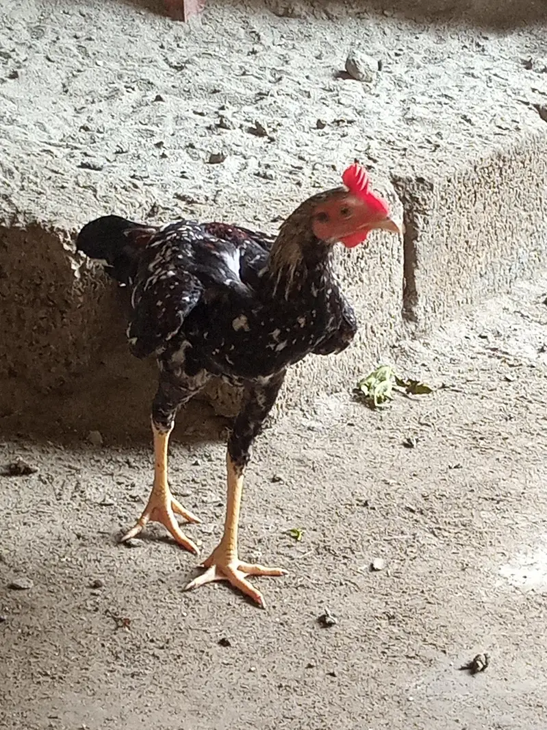 male 2000 par pes — photo 3