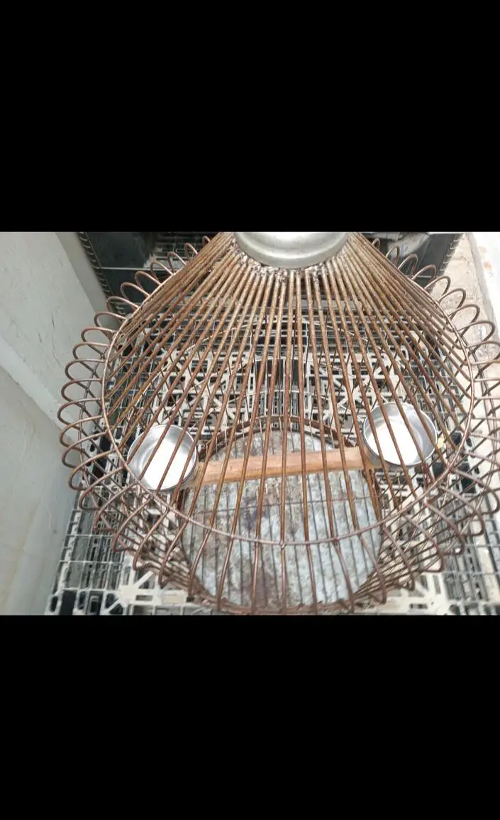 Raw parrot cage — photo 5
