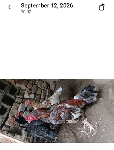 aseel murgha/ murghian