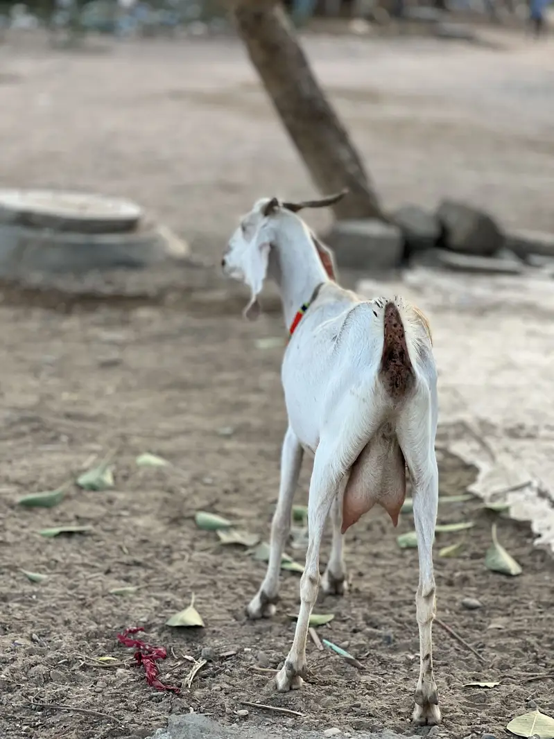 Teddy tapri bloodline urgent sell — photo 2