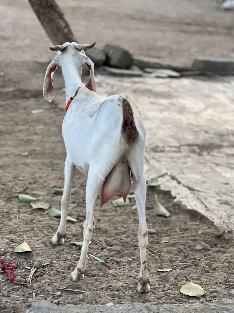 Teddy tapri bloodline urgent sell — photo 3