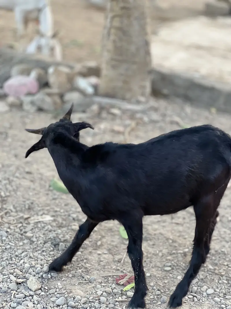 Teddy tapri bloodline urgent sell — photo 6