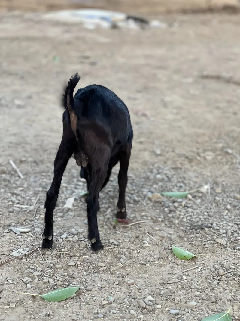 Teddy tapri bloodline urgent sell — photo 10