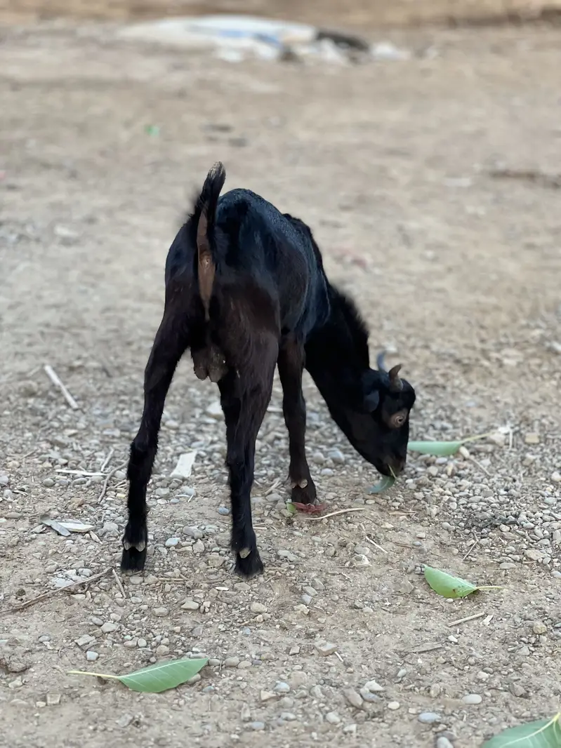 Teddy tapri bloodline urgent sell — photo 11