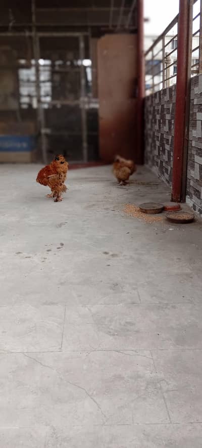 golden buff for sale 100% egg laying pair
