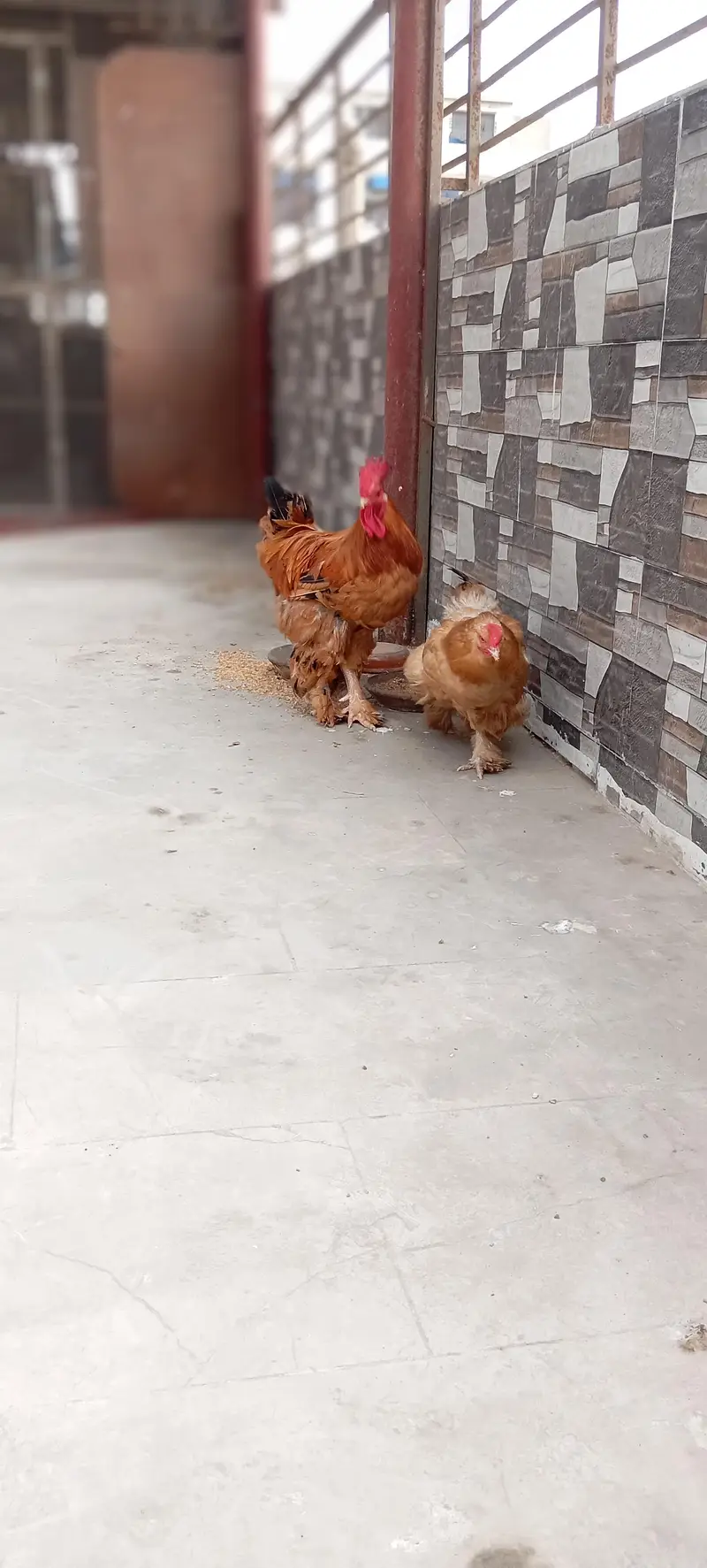 golden buff for sale 100% egg laying pair — photo 2
