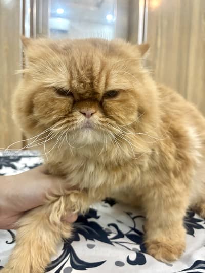 Punch face brown cat