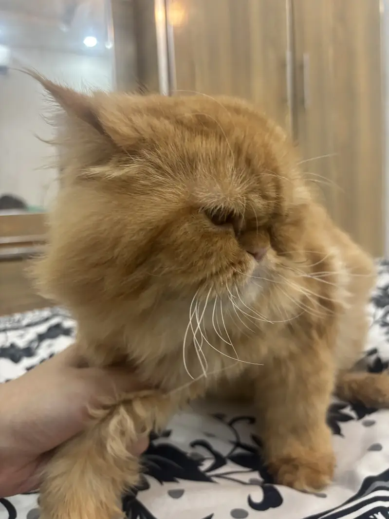 Punch face brown cat — photo 2