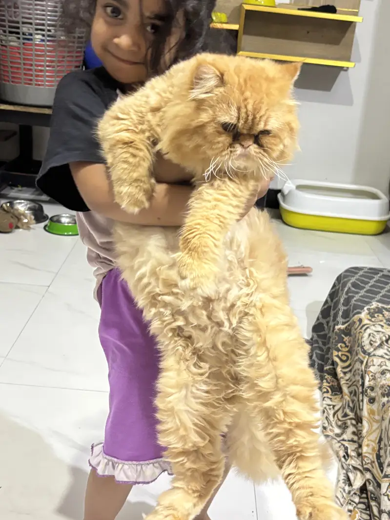 Punch face brown cat — photo 3
