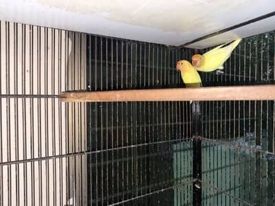 100% breeder pairs with the average of 5 chicks