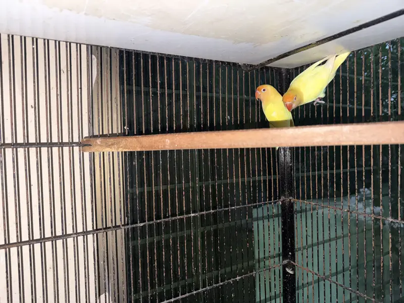 100% breeder pairs with the average of 5 chicks — photo 2
