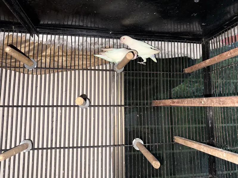 100% breeder pairs with the average of 5 chicks — photo 3