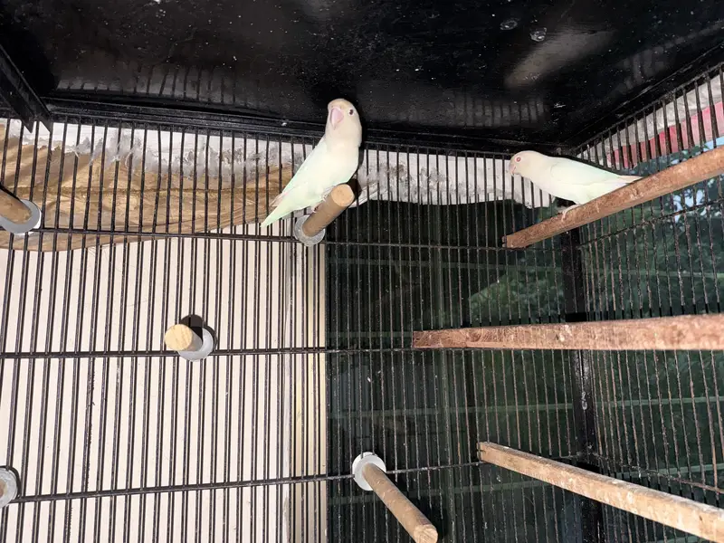 100% breeder pairs with the average of 5 chicks — photo 4