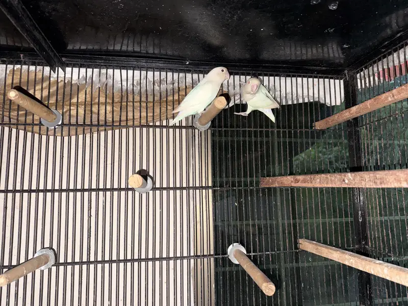 100% breeder pairs with the average of 5 chicks — photo 5