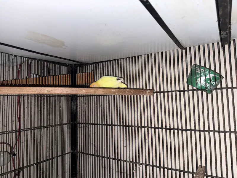 100% breeder pairs with the average of 5 chicks — photo 6