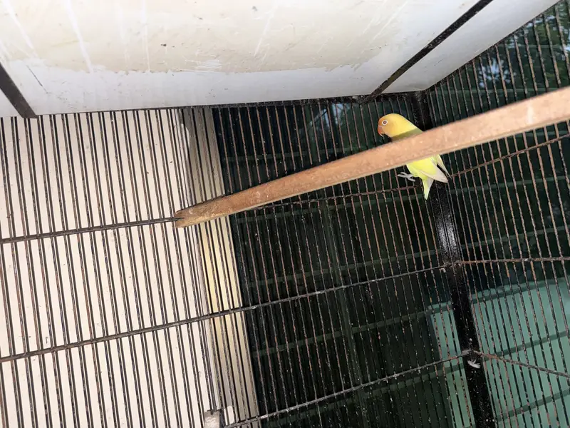 100% breeder pairs with the average of 5 chicks — photo 7