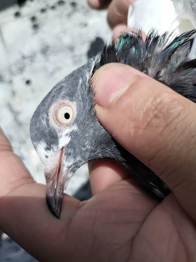 10 taddy kabotar for sale 7 female 3 male