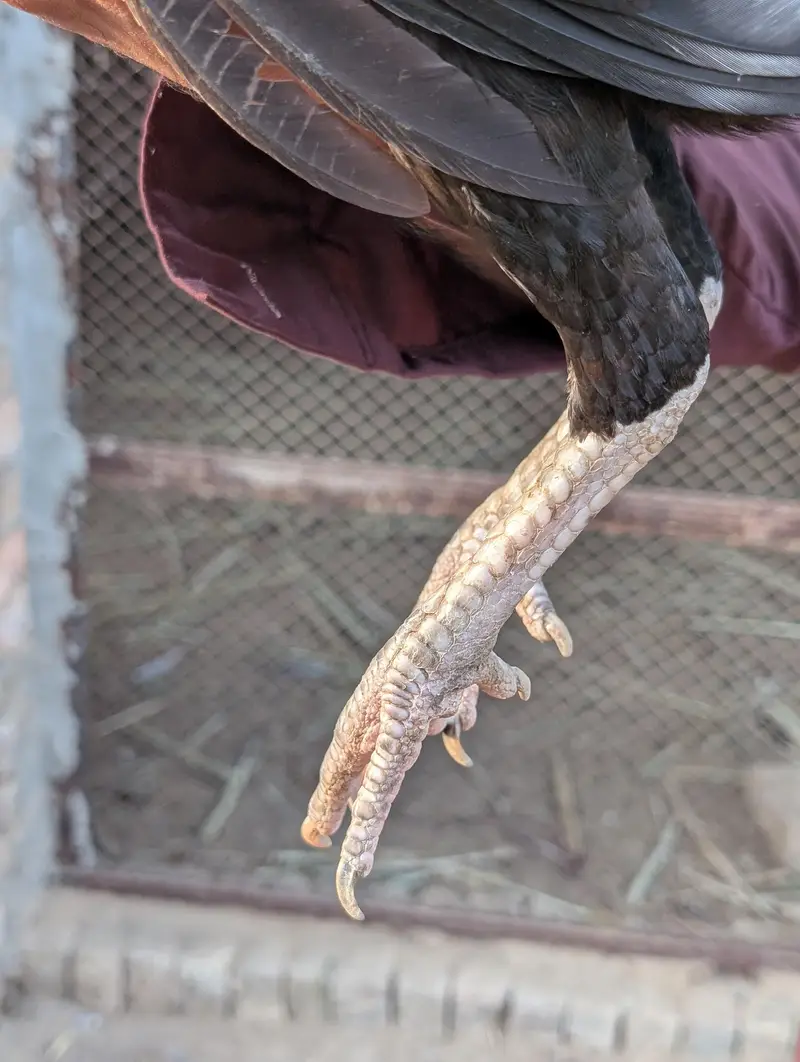 Aseel — photo 3