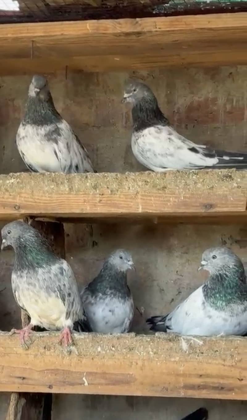 Kabutar 4