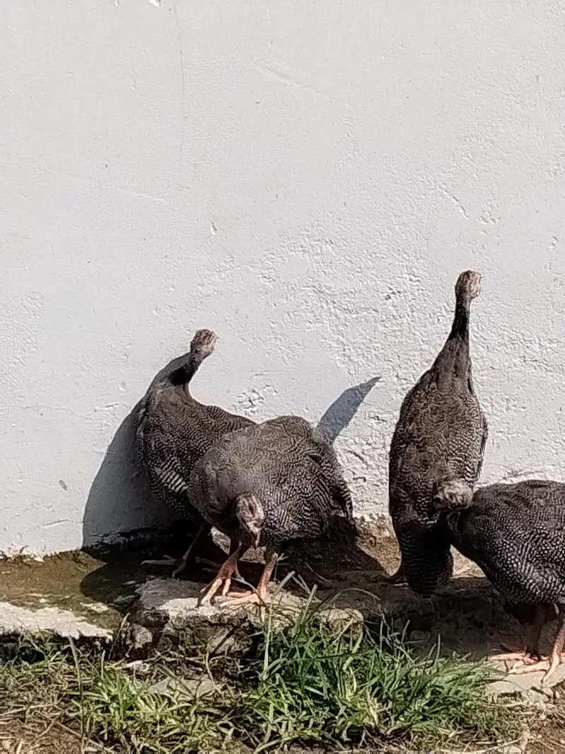 Guinea fowl (Tetri-larg) — photo 2