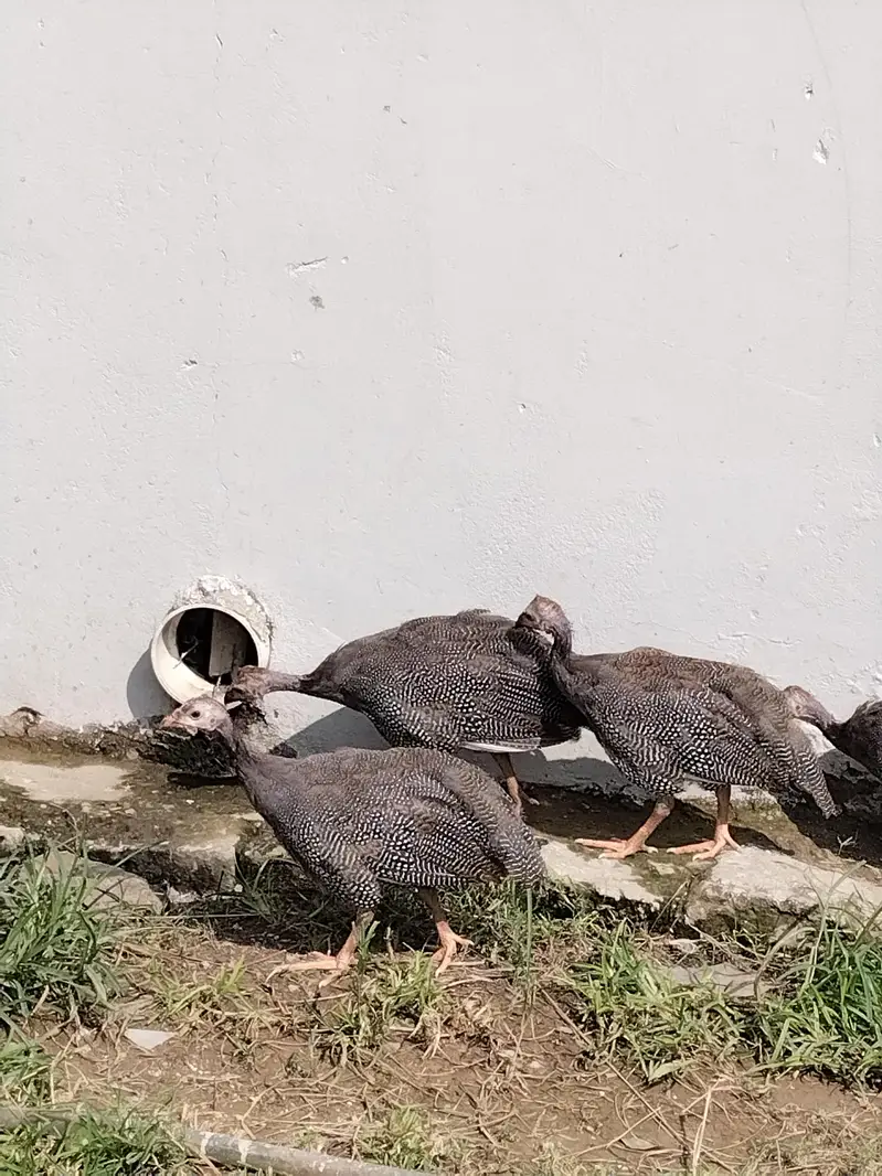 Guinea fowl (Tetri-larg) — photo 3