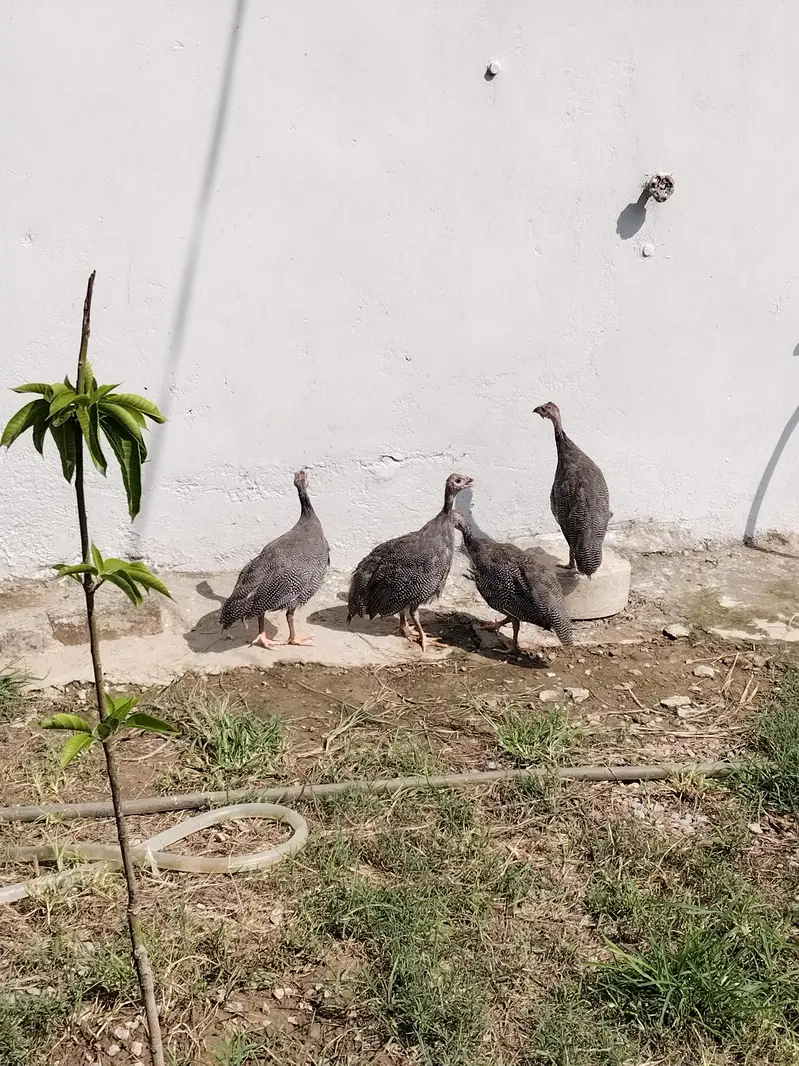 Guinea fowl (Tetri-larg) — photo 4