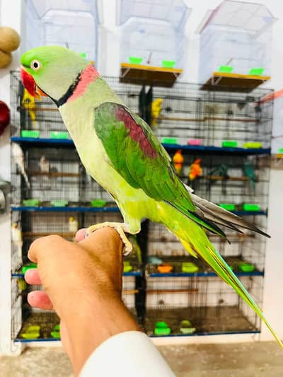 Raw parrot male