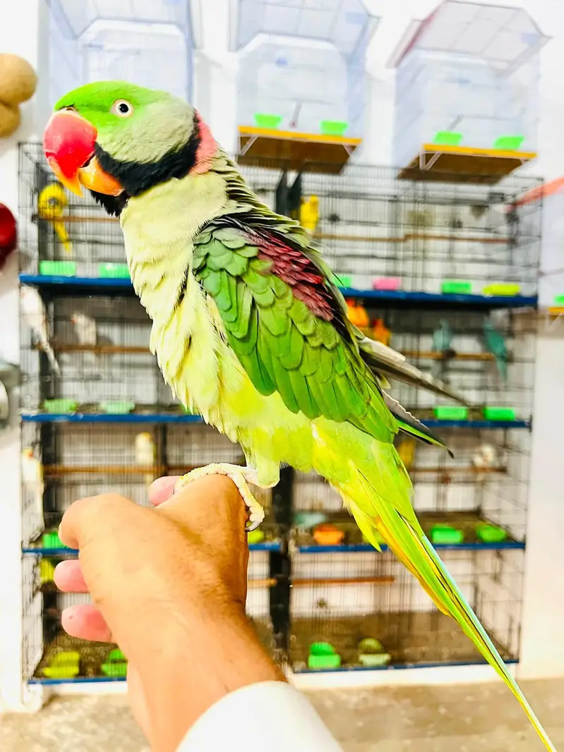 Raw parrot male — photo 2