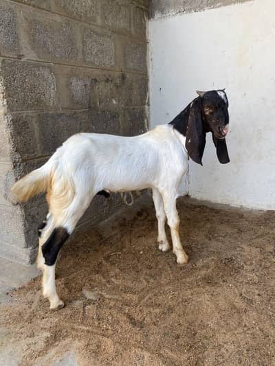 bakra for sale best qurbani 2027