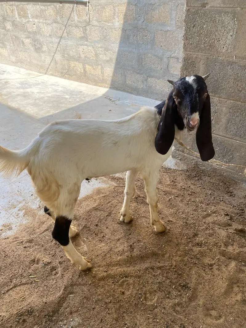 bakra for sale best qurbani 2027 — photo 2