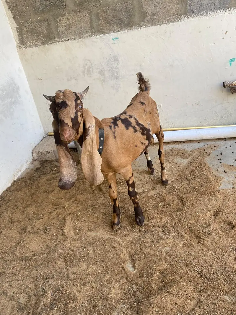 bakra for sale best qurbani 2027 — photo 3