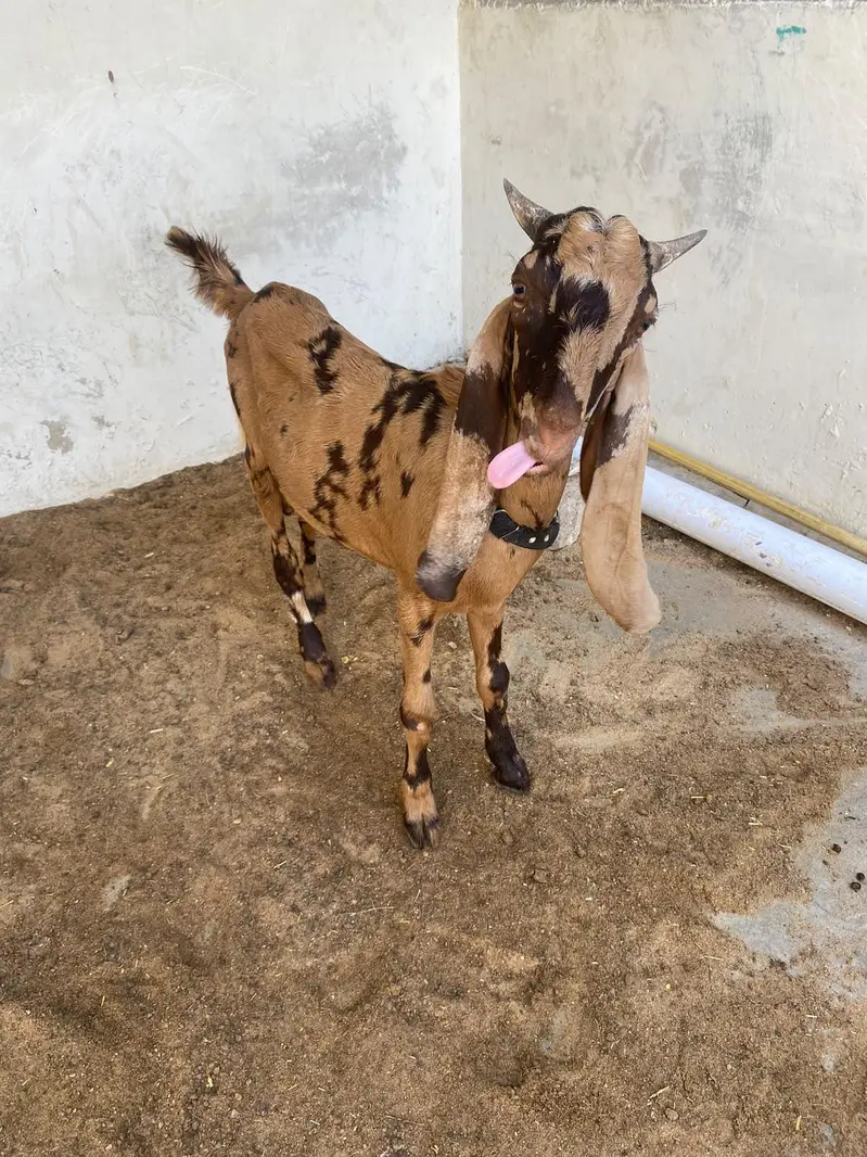 bakra for sale best qurbani 2027 — photo 4