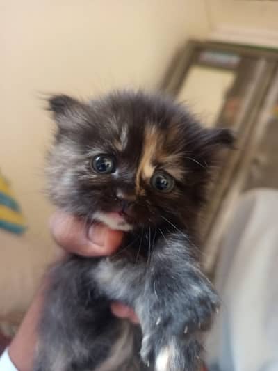 Persian kittens | triple Coat _punch Face| cute white | fluffy cat