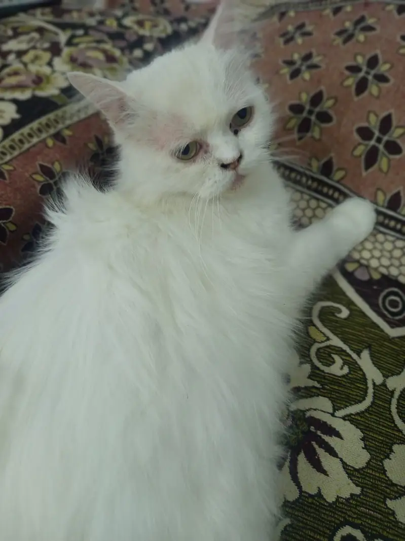 Persian kittens | triple Coat _punch Face| cute white | fluffy cat — photo 4