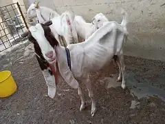 gulabi bakriyan fore se — photo 7